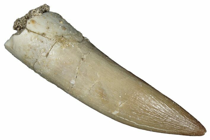 Fossil Plesiosaur (Zarafasaura) Tooth - Morocco #287153